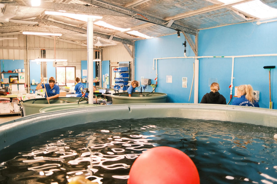 Klinikhalle von Australian Seabird & Turtle Rescue mit Reha-Tanks