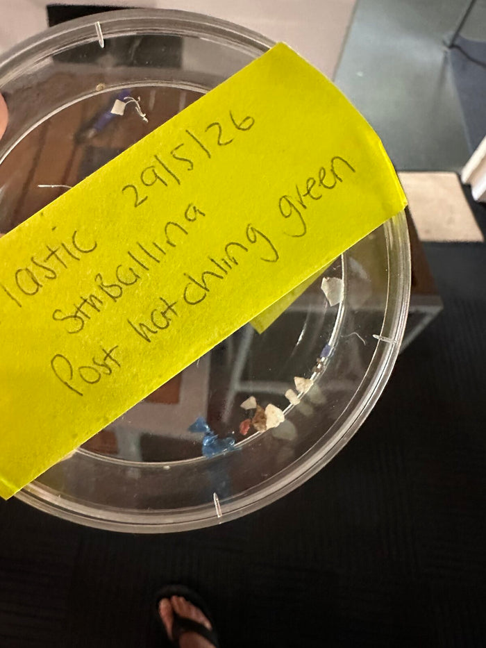 Plastik aus einer jungen Grünen Meeresschildkröte, South Ballina, 29. Mai 2026