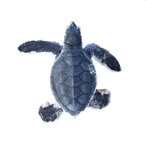 Schildkrötenbaby